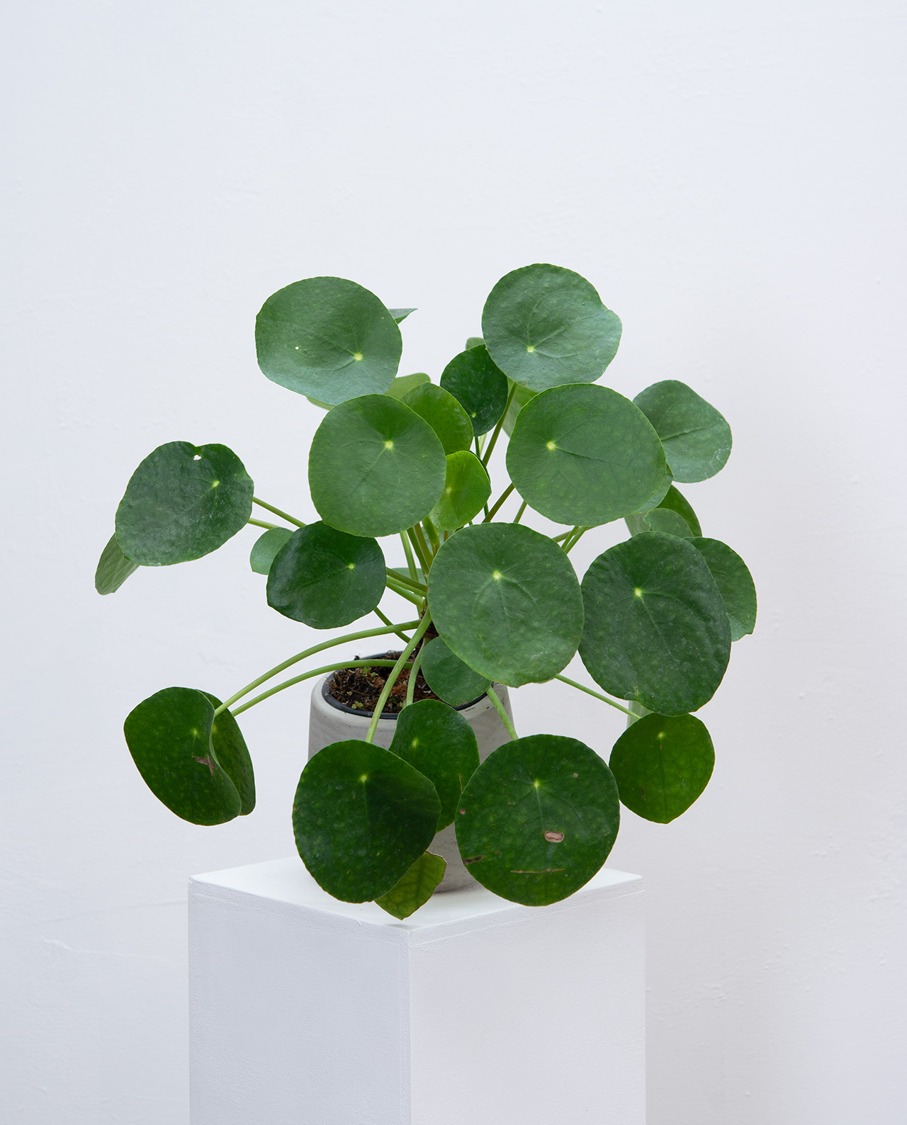 Pilea peperomioides Farnwerk Gärtnerei Farne online kaufen