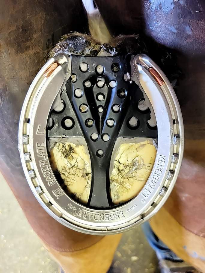 3D Hoof Pads Farrier Products