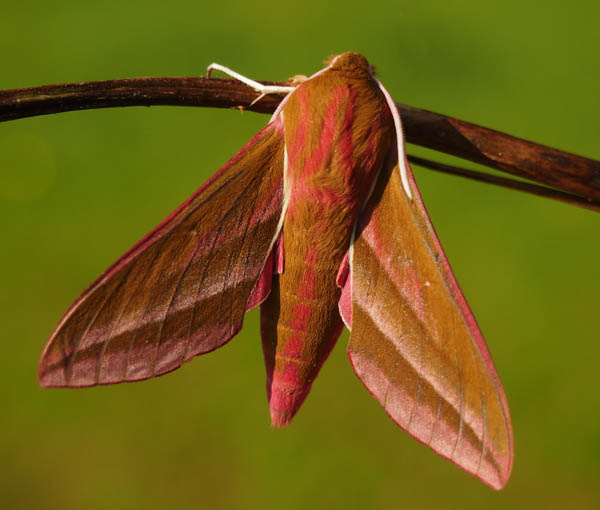 Moths don't just eat clothes (Podcast) Information helping farmers in