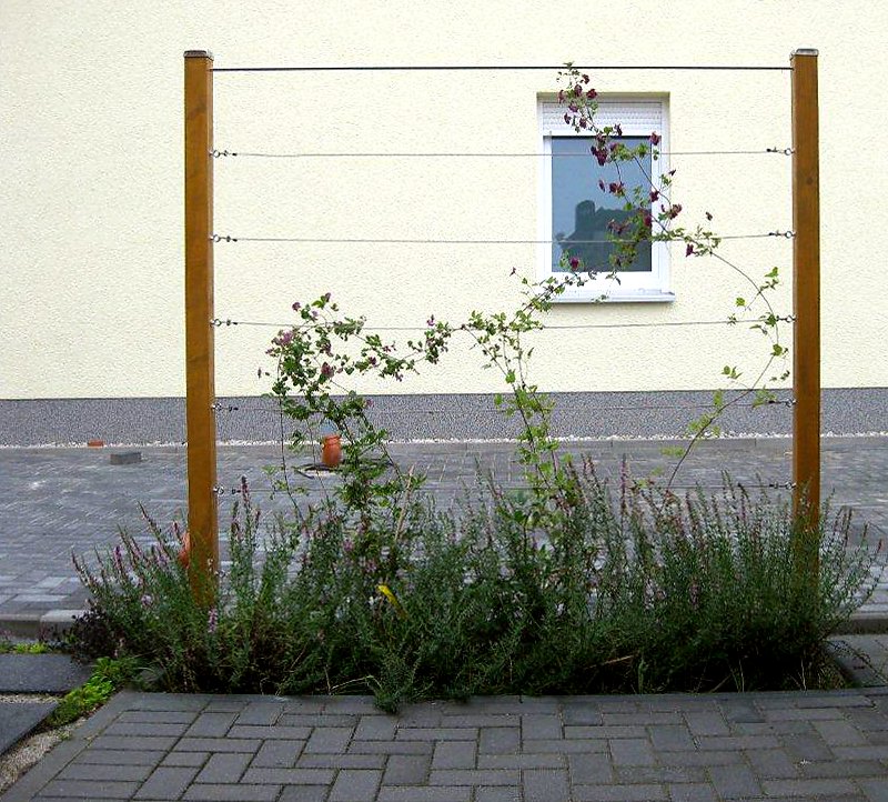 Zaunbegrünung m. Kletterpflanzen Auswahl, Kultur und Rankhilfen