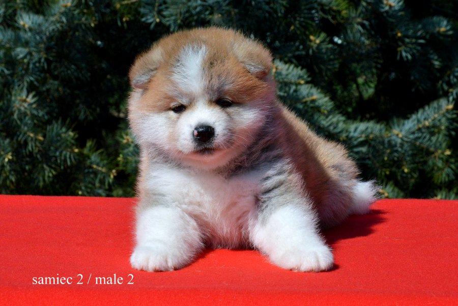 AKITA INU WELPEN in Slupca Tiere Kleinanzeigen