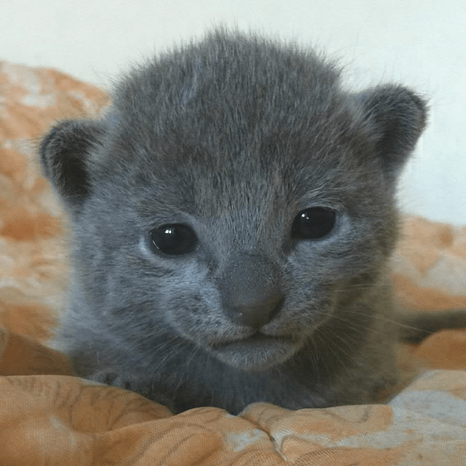 Russisch blau Siam Mix Kitten abzugeben in Bruchsal Tiere Kleinanzeigen
