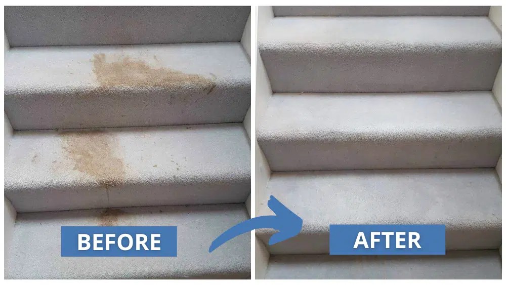 How Much Does Professional Carpet Cleaning Cost? Blog