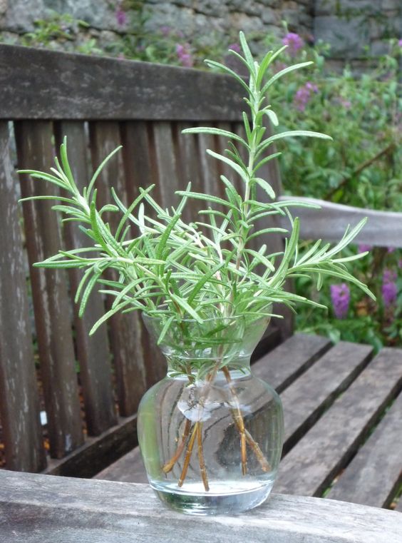 How To Propagate Rosemary In Water? Fastnewsfeed