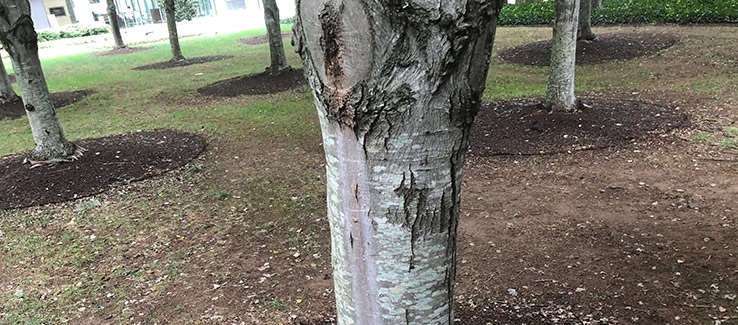 Why Is My Tree Leaking Water