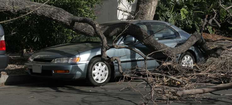 A Tree Falls on My Car Who Is Responsible?