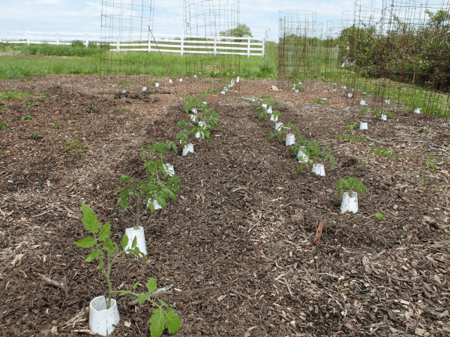 Top 10 Tomato Growing Tips Father's Earth Gear