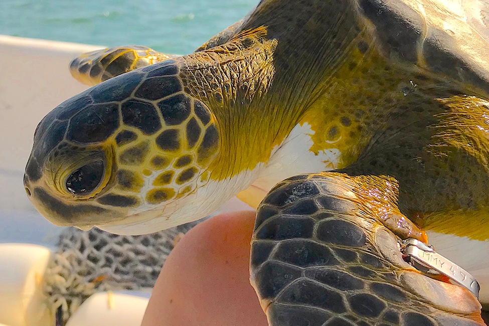 IMPACT OF HARMFUL ALGAL BLOOMS ON SEA TURTLE HEALTH
