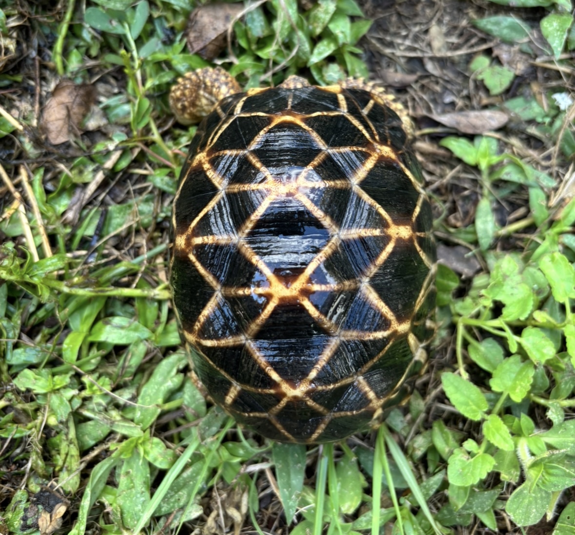 For Sale Burmese star 4" FaunaClassifieds