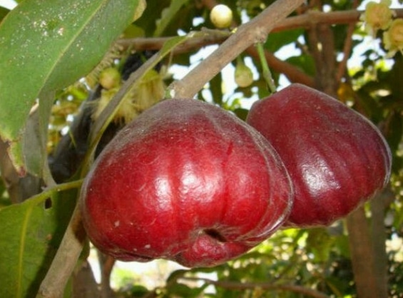 Cara Mudah Budidaya Jambu Air Agar Cepat Berbuah Flora dan Fauna