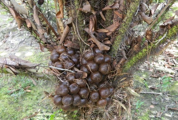 6 Panduan Lengkap Cara Budidaya Salak Agar Cepat Berbuah Lebat dan