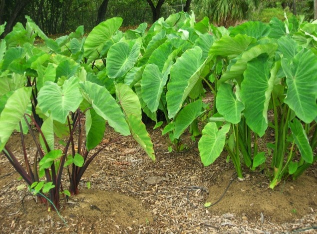 Panduan Lengkap Cara Budidaya Talas Yang Baik Dan Benar Flora dan Fauna