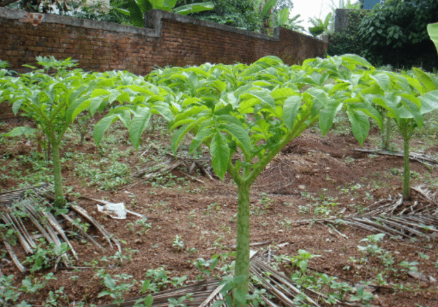 Cara Budidaya Tanaman Porang "Tanaman Bernilai Ekonomis Tinggi