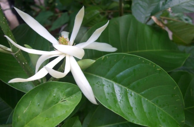 Cara Menanam Budidaya Bunga Cempaka (Magnolia champaca) Yang Bernilai