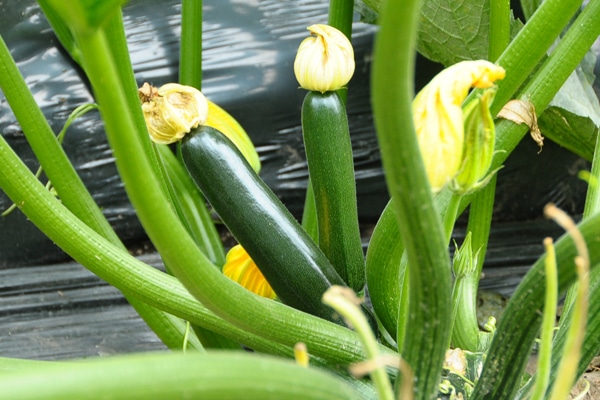 6 Panduan Lengkap Cara Budidaya Zucchini (Timun Jepang) Bagi Pemula
