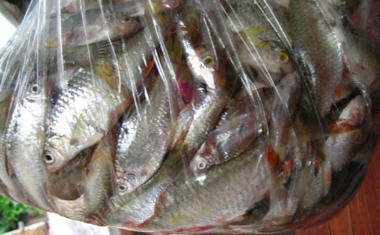 Panduan Lengkap Cara Budidaya Ikan Wader Bagi Pemula
