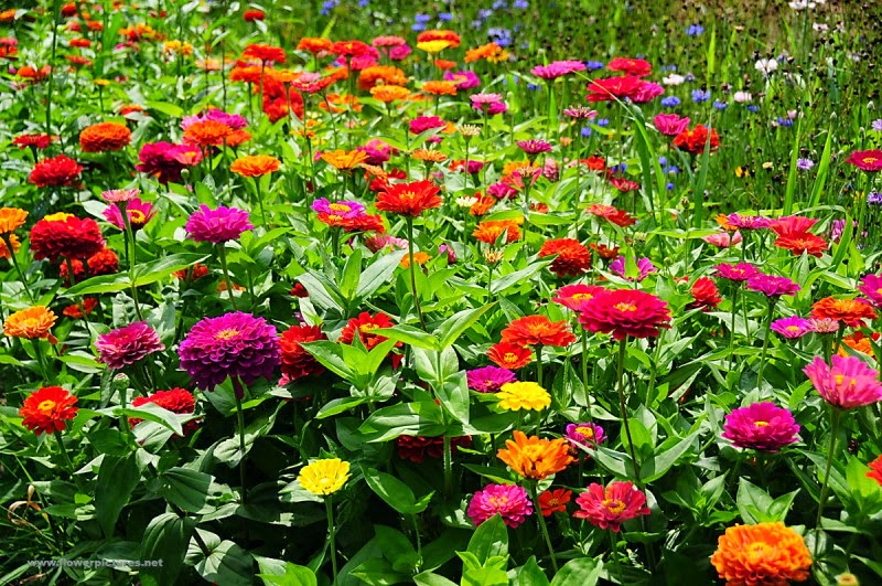 Cara Menanam dan Merawat Bunga Zinnia Dari Biji Dengan Mudah