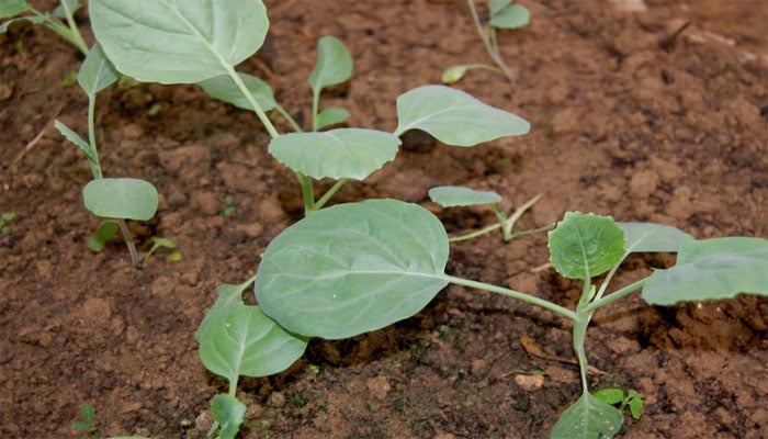 Cara Menanam dan Budidaya Kailan atau Kaelan (Brassica oleraceae) Agar