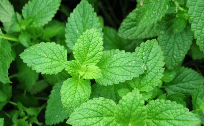 Panduan Lengkap Cara Menanam dan Merawat Daun Mint Yang Memiliki Banyak