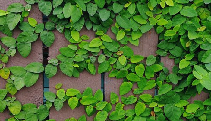 Cara Menanam dan Merawat Tanaman Dolar Rambat di Dinding Rumah Bagi