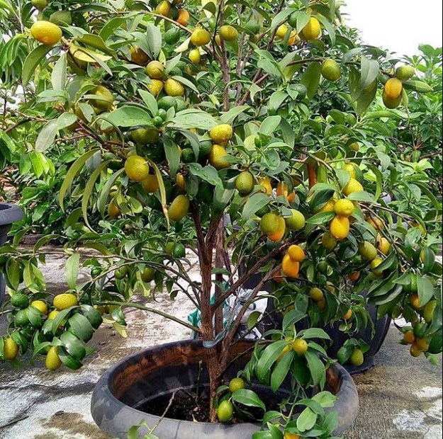 Jenis Buah Jeruk yang Cocok Ditanam di Pekarangan Rumah dan Cara