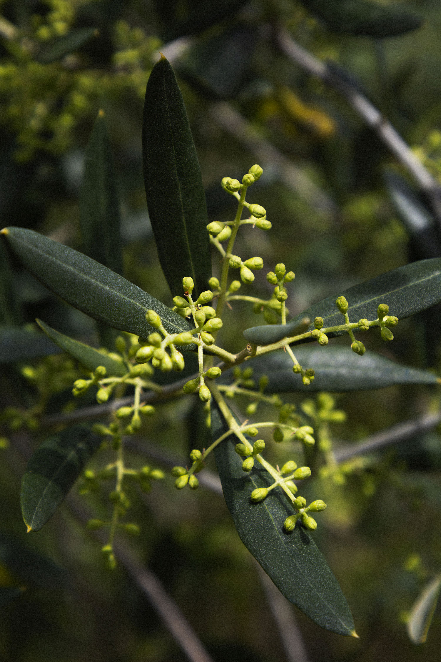 Spring, the season of the flowering of the olive trees Articles