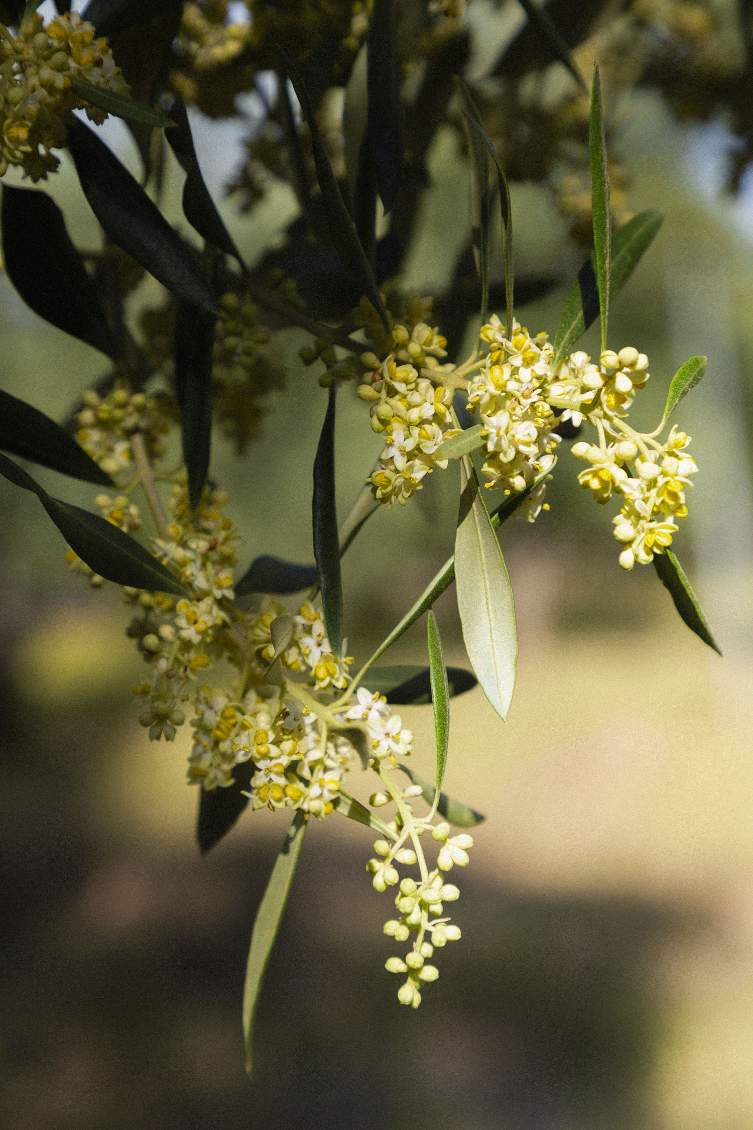 Spring, the season of the flowering of the olive trees Articles