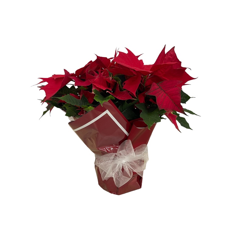 Fawkner Flowers Online Florist Free Delivery