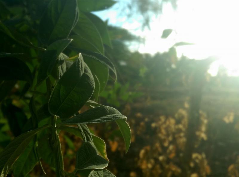 Fay3 صور لـ نبات أخضر ضوء صباح نجاح_باهر شمس ضوء