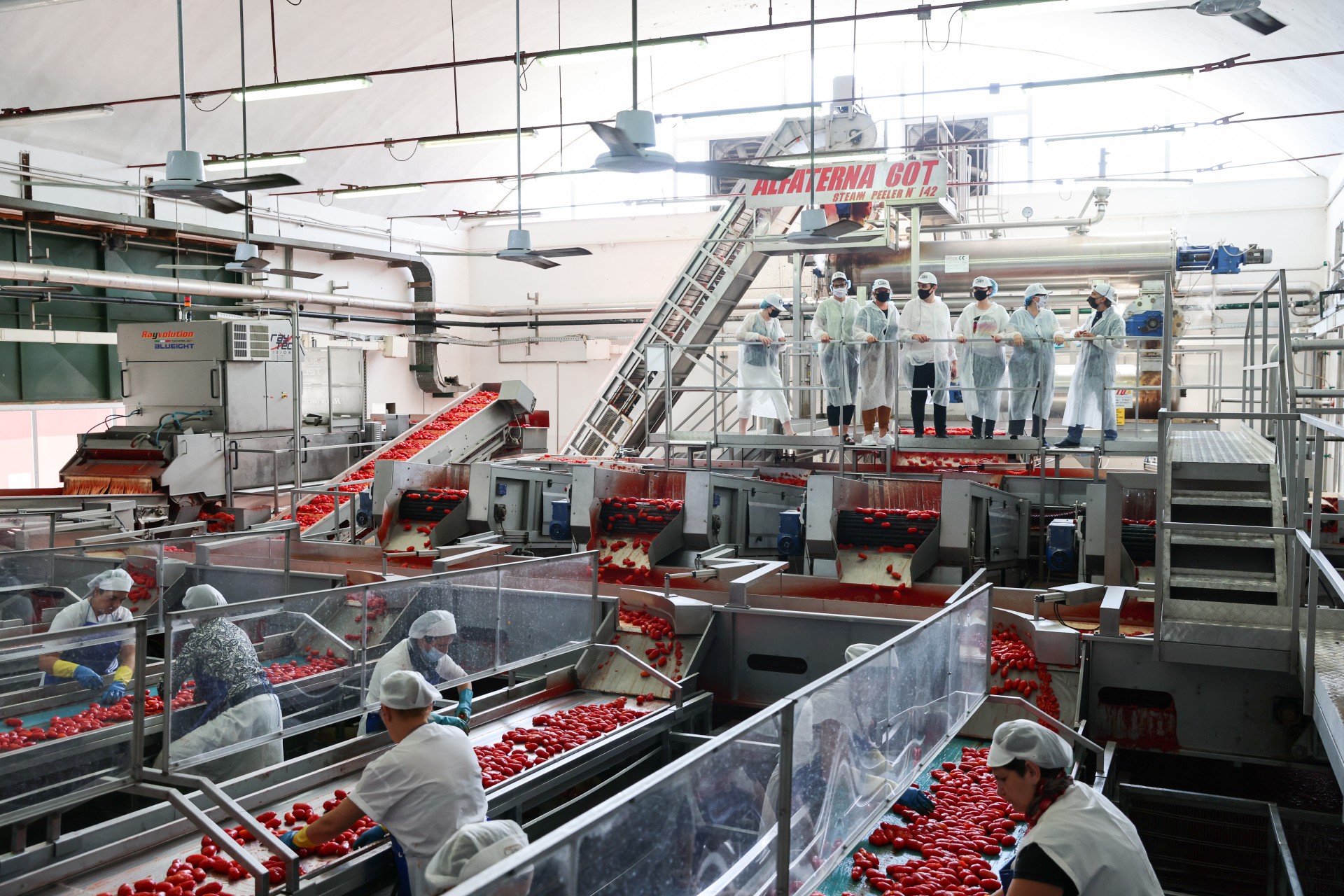 Factory Tour of The Greatest Tomatoes from Europe F & B