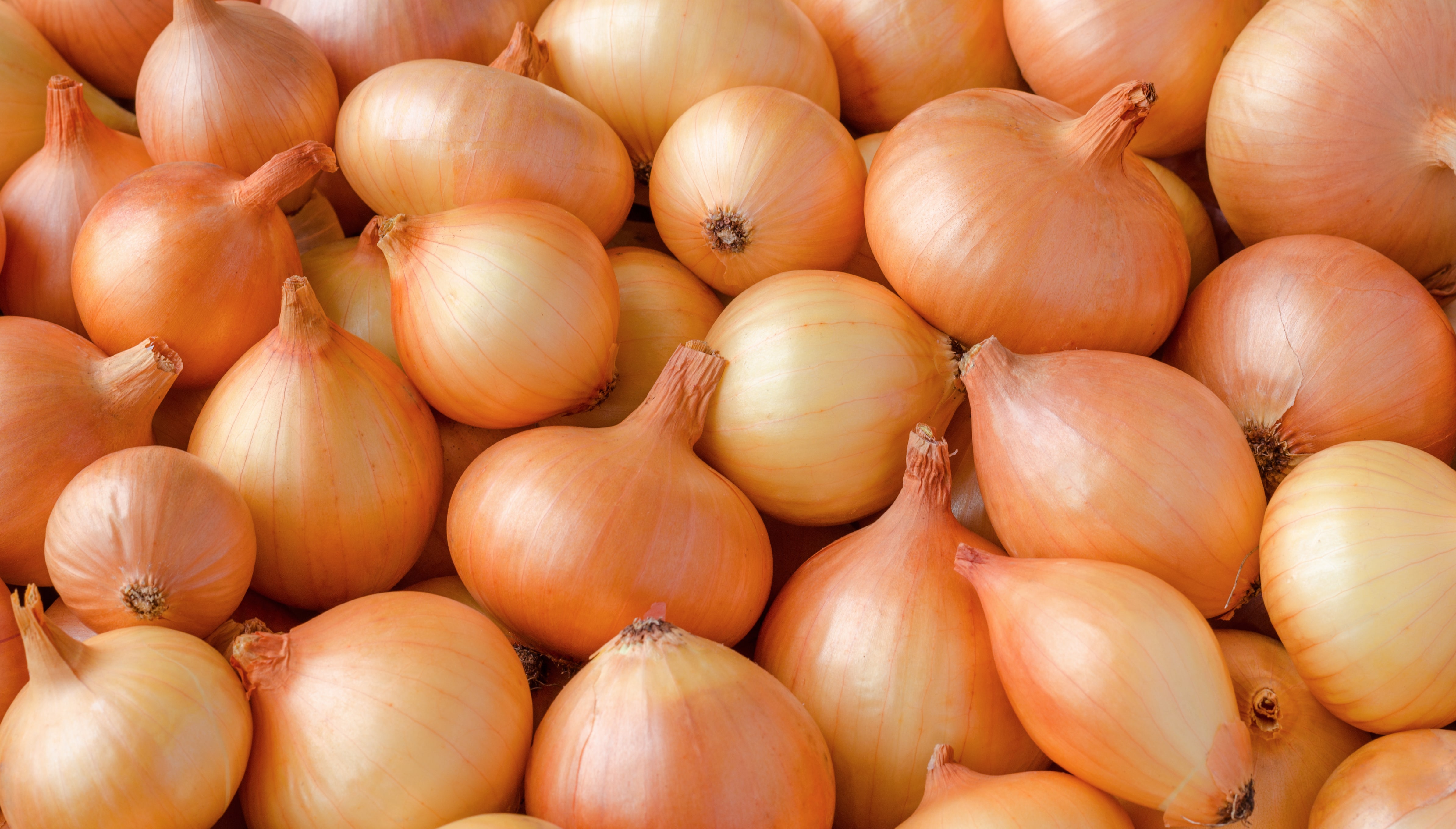 Стурон Описание Сорта Фото Telegraph