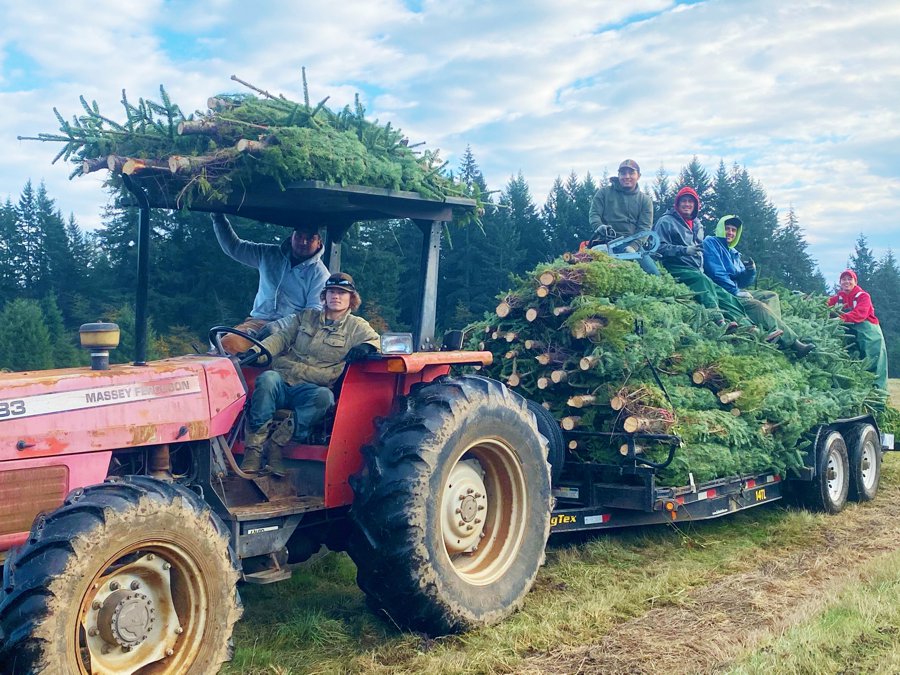 Fresh Cut Christmas Trees Premium quality without the premium price.