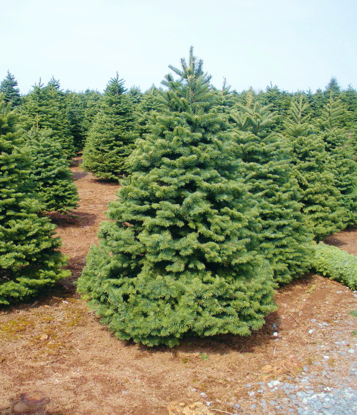 Fresh Cut Christmas Trees Premium quality without the premium price.