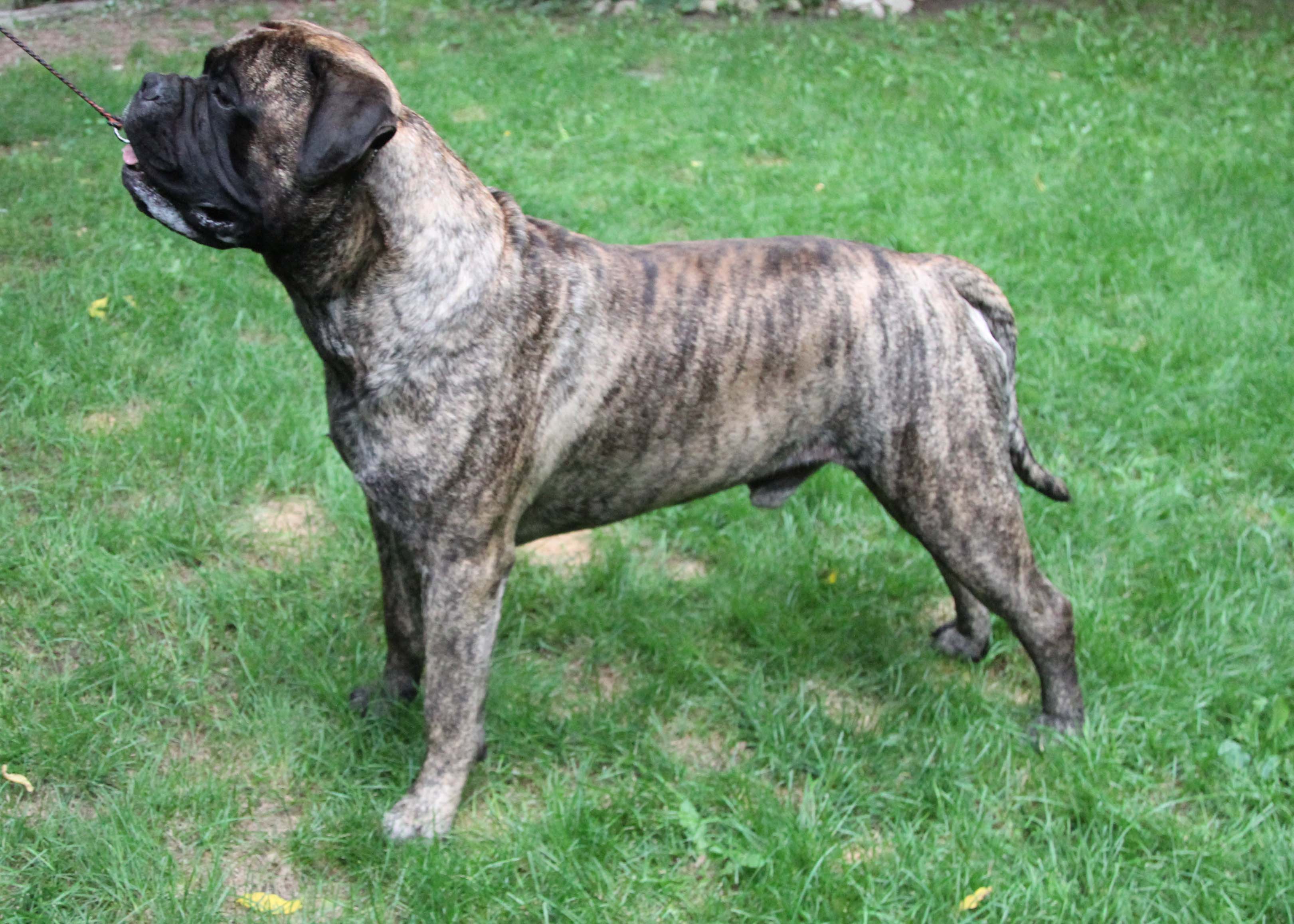 30 HQ Images Brindle Bullmastiff Puppies For Sale In