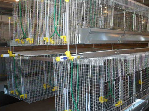 Research Cages FDI Poultry Equipment