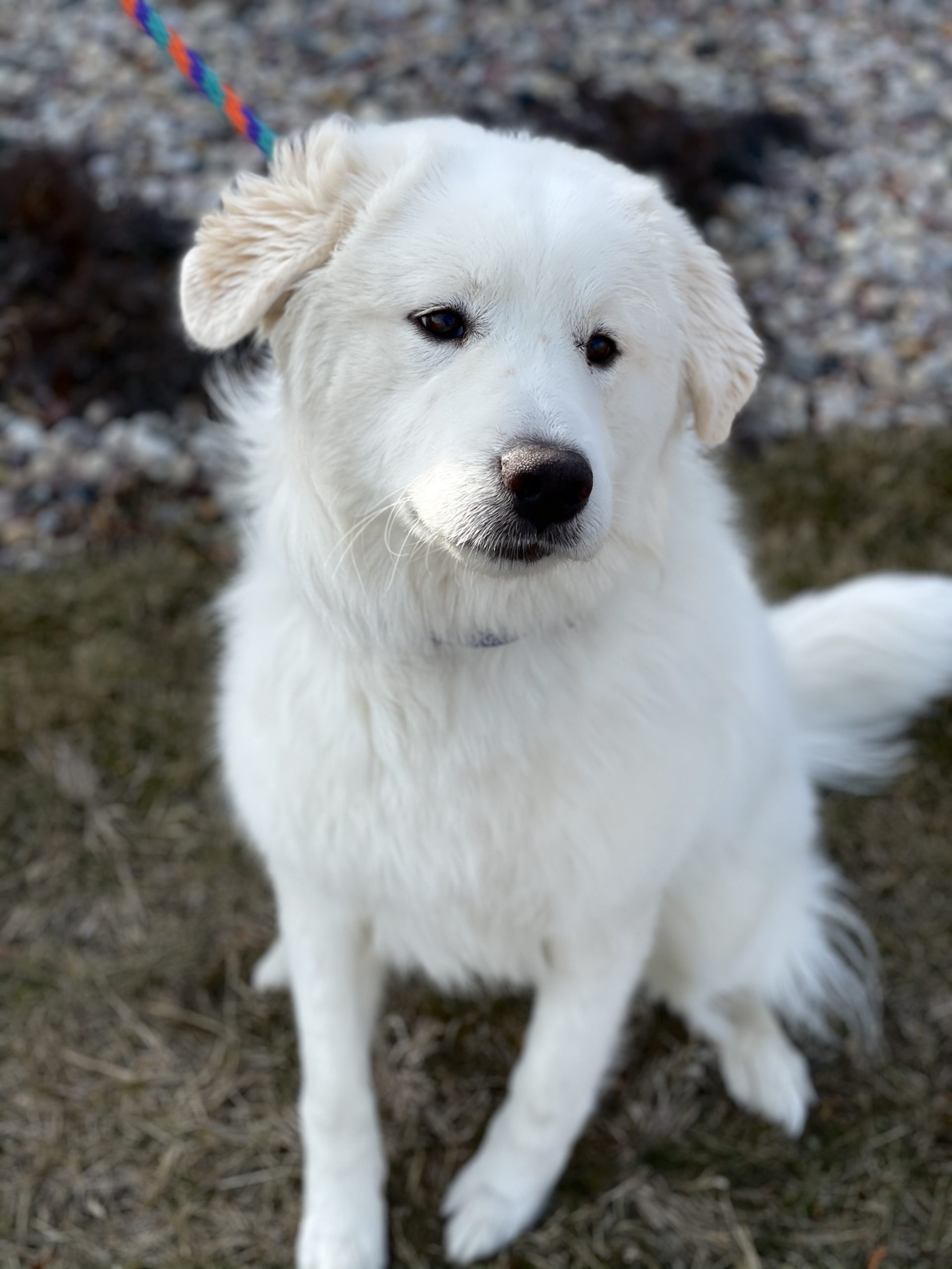 Denali 1 - Fond Du Lac Humane Society