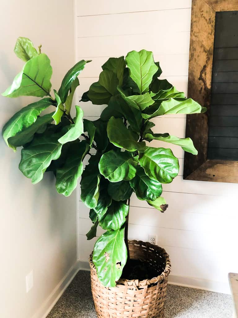 Beginners Guide to Fiddle Leaf Fig Care Fearless DIY