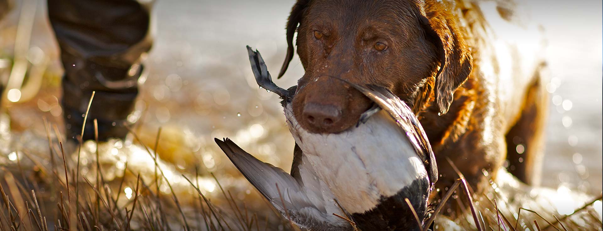 Feather Dog Outfitters Northern California Hunting Guide and Outfitters