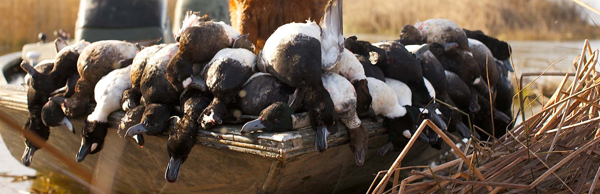 Feather Dog Outfitters Testimonials