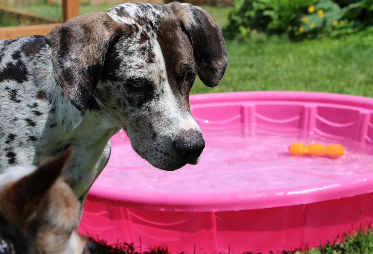 Catahoula Leopard Dog Reuben Feathers and Fur Animal Talent Agency