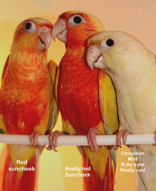 prices of The Feather Tree