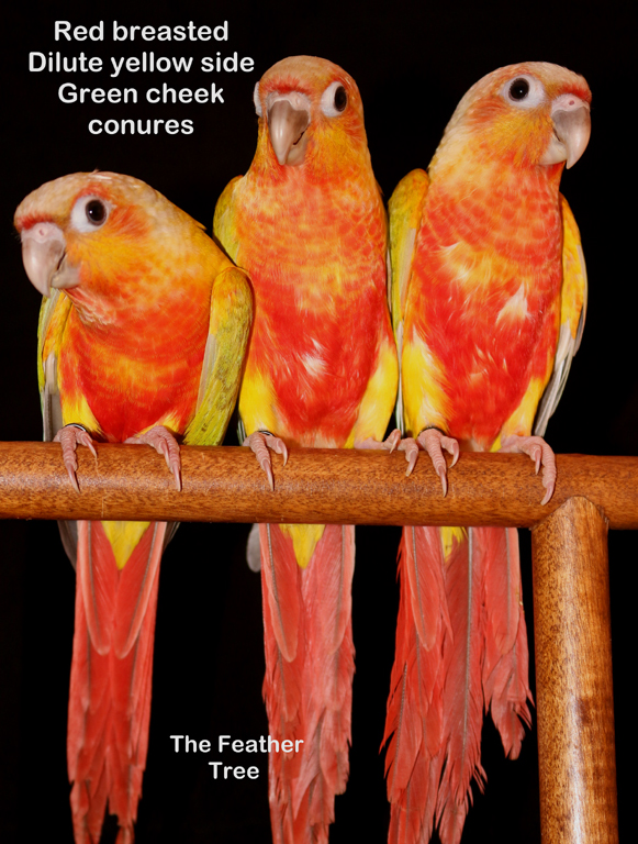"American Dilute" Conures of The Feather Tree