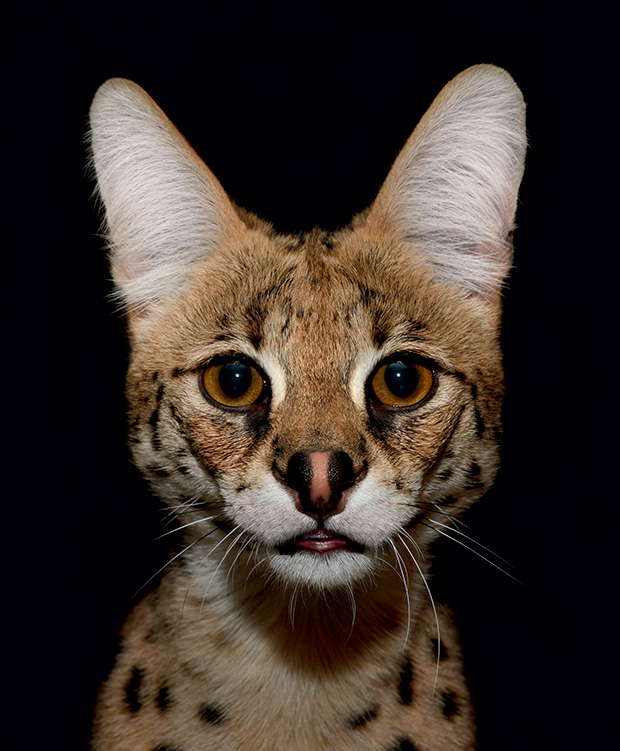 Creatures of the Night Photos Capture the Wonder of Nocturnal Animals Feature Shoot