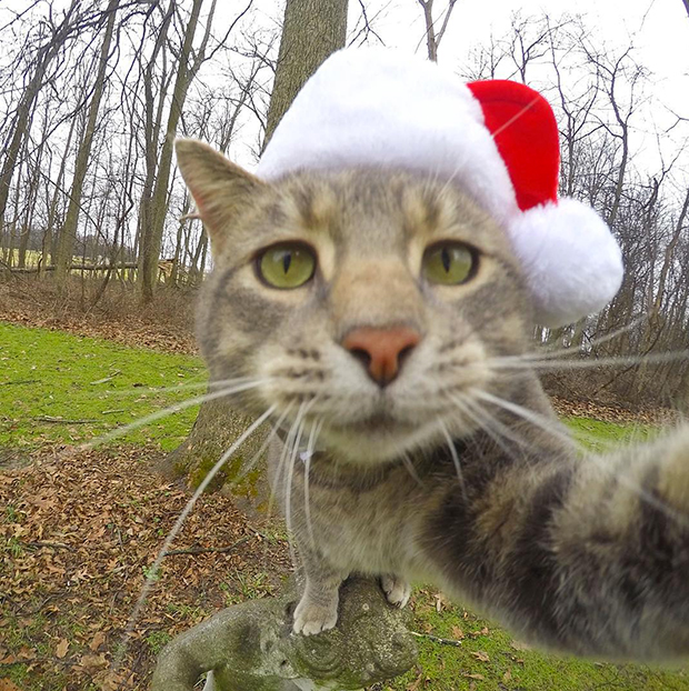 Manny the Selfie Cat Will Steal Your Heart Feature Shoot