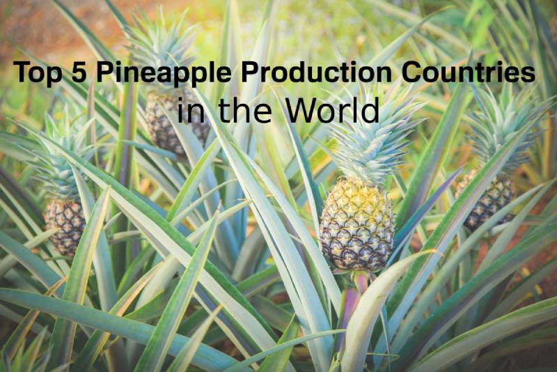 Top 5 Pineapple Production Countries in the World Feature Weekly