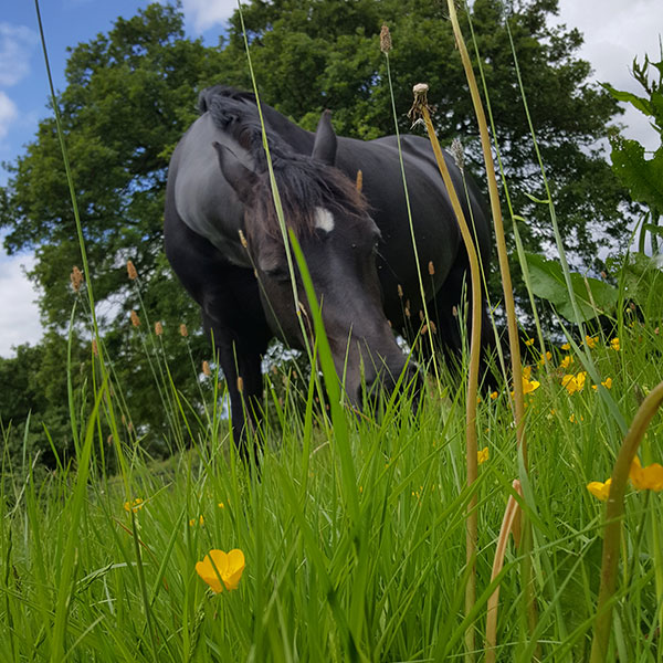 Equine Pinworm Kit Feclab Laboratories