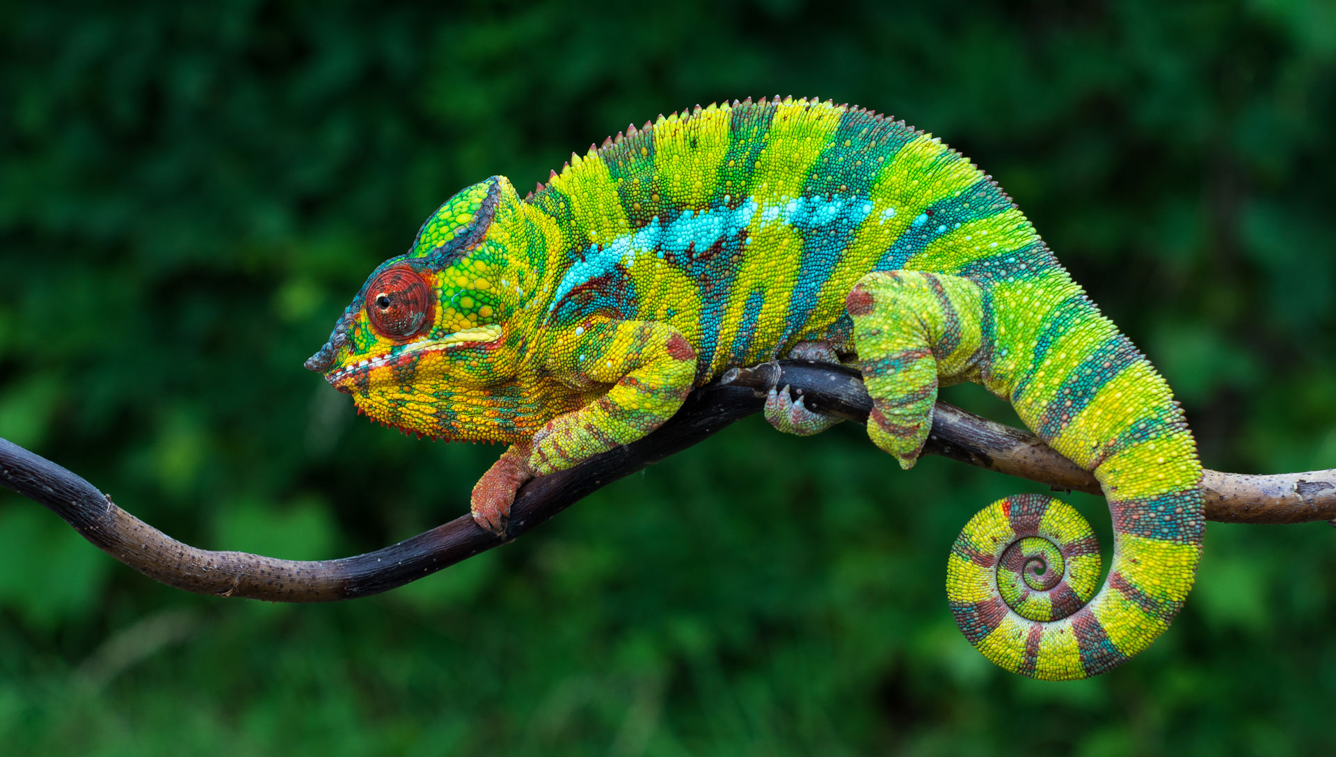 Reptilien feedconsult