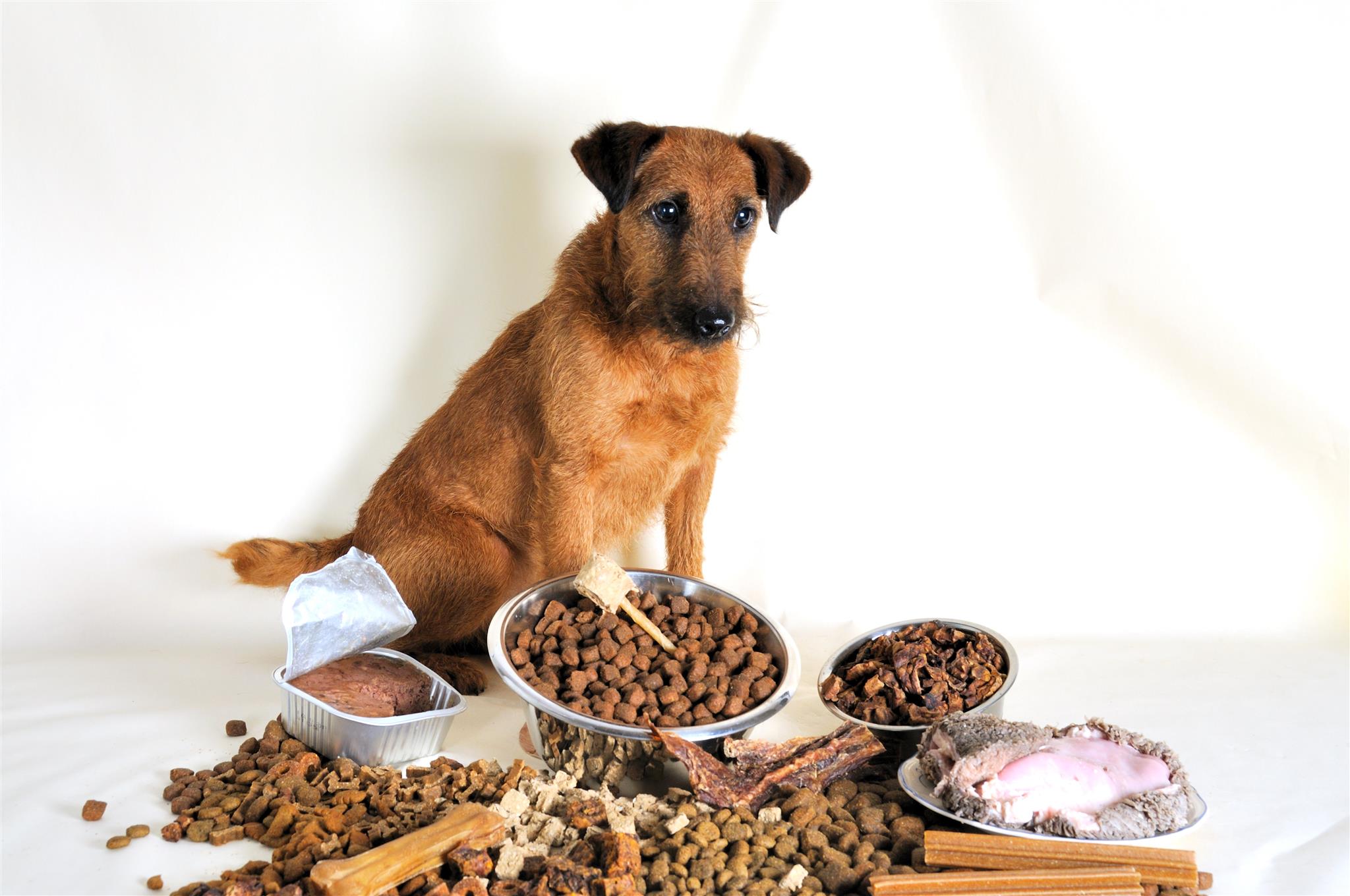 Hunde feedconsult