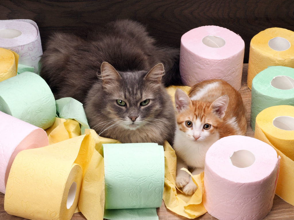 Katzen feedconsult
