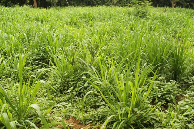 Elephant grass (Pennisetum purpureum) Feedipedia